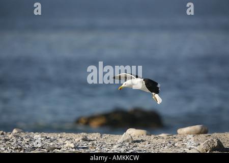 Kelp Gull aussteigen Stockfoto