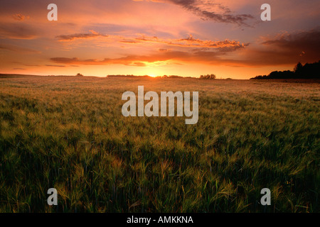 Gerstenfeld bei Sonnenuntergang, Strathcona Land, Alberta, Kanada Stockfoto