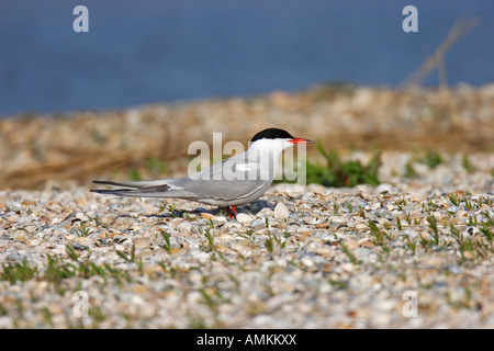 Flußseeschwalbe, Flussseeschwalbe, Flusseeschwalbe, Sterna hirundo Stockfoto