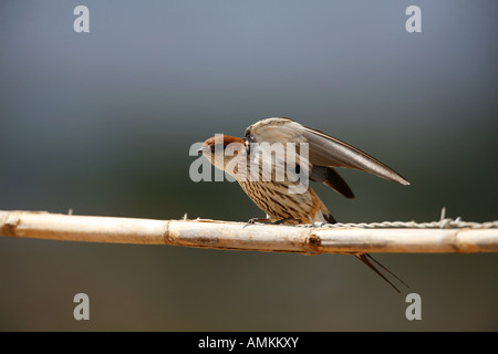 Größere Striped-schlucken tun Flügel Strecken Stockfoto