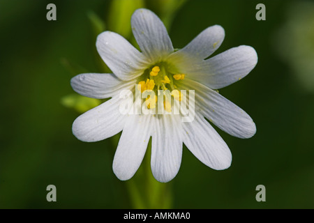 Größere Stichwort Stelleria Holostea, im Frühjahr in einen Feldweg gefunden. West Sussex, England. UK Stockfoto