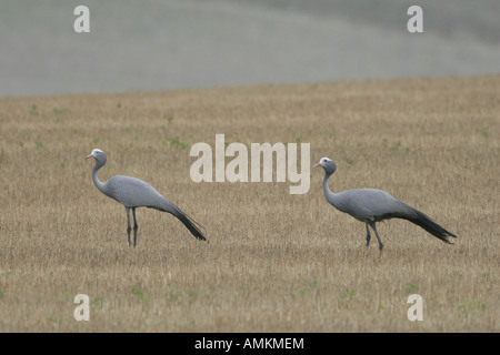 Zwei blaue Kräne im Feld Stockfoto