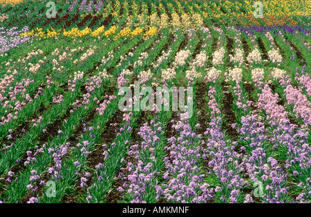 Iris Fields in der Nähe von Silverton, Oregon, USA Stockfoto