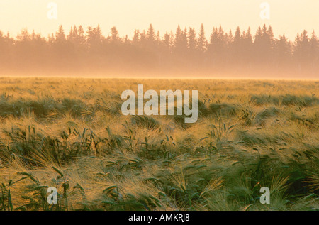 Gerste Feld, Alberta, Kanada Stockfoto