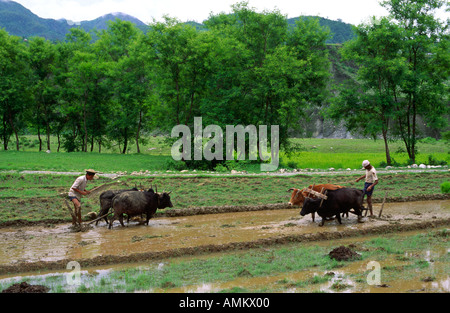 Zwei Farmarbeiter, die Ochsen benutzen, um ein Reisfeld in der Nähe von Pokhara zu pflügen. Nepal Stockfoto