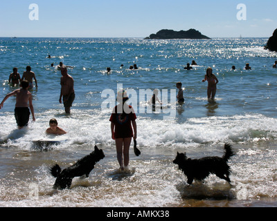 Familien und Hunde spielen in einem glitzernden Meer an einem Sommertag an Soar Mill Cove, South Devon. Großbritannien Stockfoto