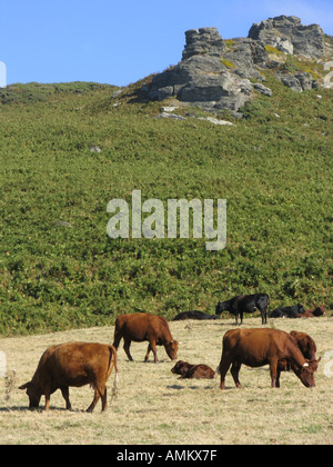 Rinder grasen auf Küsten und Weiden über Soar Mill Cove. South Devon, Großbritannien Stockfoto