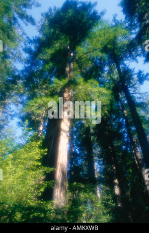 Redwood Forest, Lady Bird Johnson Grove, Redwood National Park, Ca, USA Stockfoto