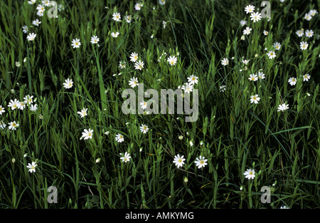 Stitchwort - Stellaria Holostea, Wales, UK. Stockfoto