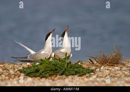 Flußseeschwalbe, Flussseeschwalbe, Flusseeschwalbe, Sterna, Hirundo, schlucken Stockfoto