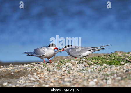 Flußseeschwalbe, Flussseeschwalbe, Flusseeschwalbe, Sterna, Hirundo, schlucken Stockfoto