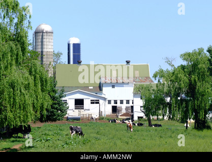 Eine traditionelle amischen Bauernhof mit Milchvieh in der Nähe von Strasburg Pennsylvania USA Amerika USA Stockfoto