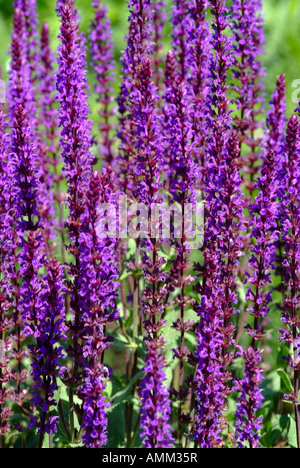 Lila Salvia X Superba Mainacht oder auch Nacht Nemorosa Blumen im Stand auf der Hershey Garten Pennsylvania Vereinigte Staaten Amerika Stockfoto