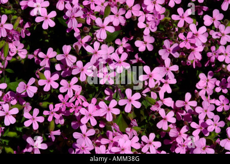 Cluster von Seifenkraut oder Saponaria Lempergii Max Vrei rosa Blüten an der Hershey Garten Pennsylvania USA Amerika USA Stockfoto