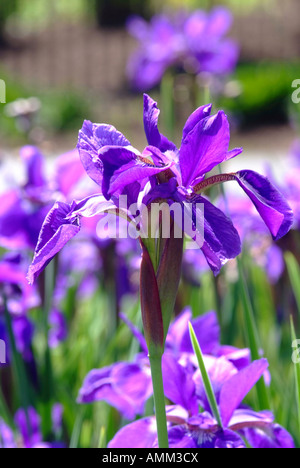 Blaue und violette Sibirische Iris Sibirica Blumen an Hershey Gärten Pennsylvania USA Amerika USA Stockfoto