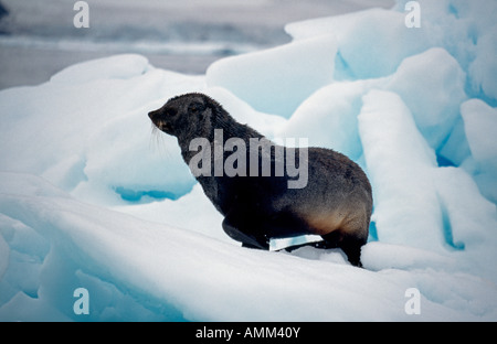 Sub-adulten männlichen südlichen Seebär (Arctoocephalus Gazella) auf Eisscholle. Stockfoto