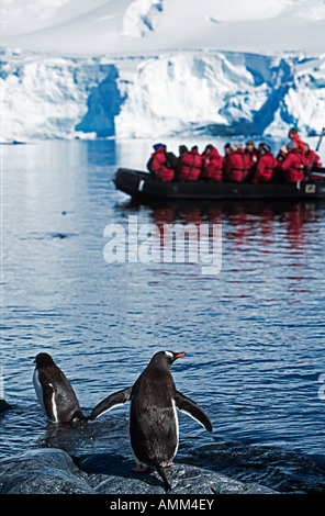 Zodiac und Passagiere anzeigen Gentoo Penguins, Pygoscelis Papua an der chilenischen Basis in Paradise Harbour auf der antarktischen Halbinsel. Stockfoto