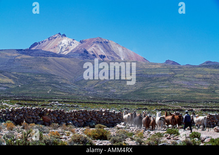 Ein Mann fährt seine Herde Alpakas bis zu ihrer täglichen Beweidung Fahrerlager aus dem Dorf Tahua. Stockfoto