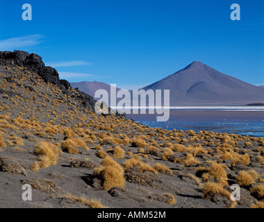 Flamingos ernähren sich von den Algen-reichen Gewässern des Laguna Colorada. Stockfoto