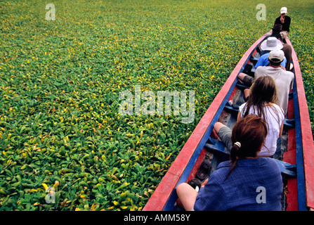 Wasserhyazinthe macht langsam Fortschritte Cruisen, einem Nebenfluss des Flusses Beni im Amazonas-Becken, Bolivien. Stockfoto