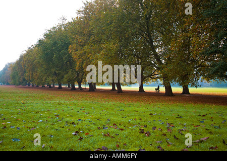 Gefallene Herbstlaub um Sycamore Bäumen in einem Park in der Universitätsstadt Cambridge England UK 2007 Stockfoto
