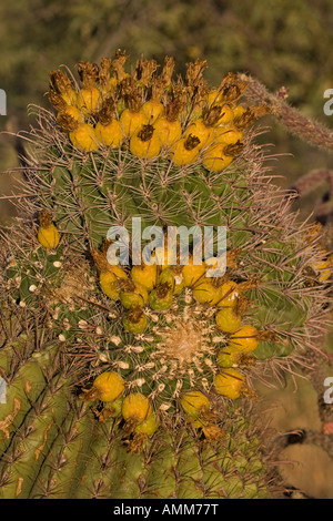 Angelhaken Barrel Cactus (Ferocactus Wislizeni) ungewöhnliche Wachstum bilden - Früchte - Sonora-Wüste Arizona Stockfoto