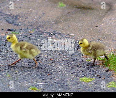 Zwei junge Kanadagans Hühner watscheln über einen Pfad in der Saddle River Park Glen Rock New Jersey USA Amerika USA Stockfoto