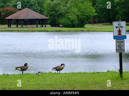 Zwei Mallard Enten sitzen in Grass mit Kanadagänse stehen keine Fütterung von Wildvögeln zu unterzeichnen, im Sattel Flusspark Glen Rock NJ Stockfoto