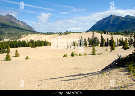 Carcross Desert kleinste Wüste Welt Yukon Territory YT Kanada South Klondike Highway Tagish Road ehemaliger Gletschersee Stockfoto