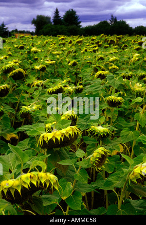 Sonnenblumenfeld in das Dorf Saint-Nexans Dordogne Frankreich Europa Stockfoto