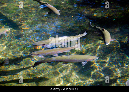 Regenbogenforellen Fischen Bonneville Brüterei Wasser schwimmen Columbia River Gorge Dam Oregon Stockfoto