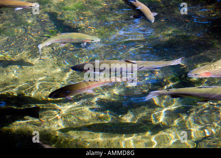 Regenbogenforellen Fischen Bonneville Brüterei Wasser schwimmen Columbia River Gorge Dam Oregon Stockfoto