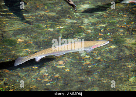 Regenbogenforellen Fischen Bonneville Brüterei Wasser schwimmen Columbia River Gorge Dam Oregon Stockfoto