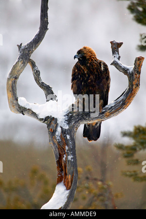 Steinadler (Aquila Chrysaetos) Stockfoto