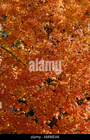 Fall colors abound as trees leaves turn to autumn colors in the Manistee National Forest near Cadillac Michigan Stockfoto