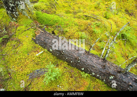 Protokolle-Zerfall in den moosigen Waldboden in diesem alten Fichtenwald auf Isle Au Haut in Maine s Acadia National Park Ente Har gefallen Stockfoto