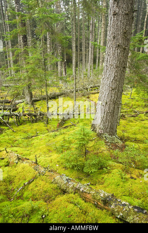 Protokolle-Zerfall in den moosigen Waldboden in diesem alten Fichtenwald auf Isle Au Haut in Maine s Acadia National Park Ente Har gefallen Stockfoto