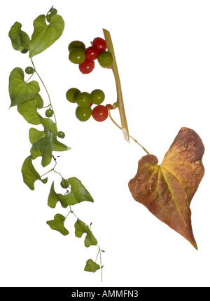 Schwarz-Zaunrübe lässt junge grüne Beeren auf Ranke Juli Herbstblatt Beeren September giftige Beeren Stockfoto