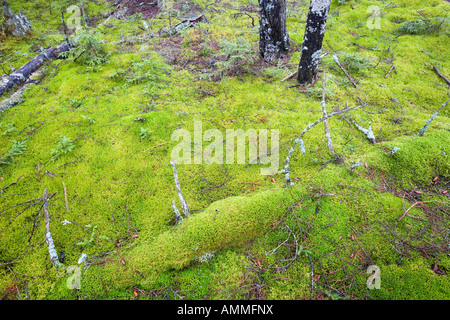 Protokolle-Zerfall in den moosigen Waldboden in diesem alten Fichtenwald auf Isle Au Haut in Maine s Acadia National Park Ente Har gefallen Stockfoto