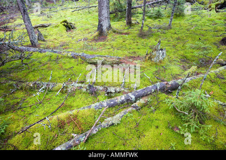 Protokolle-Zerfall in den moosigen Waldboden in diesem alten Fichtenwald auf Isle Au Haut in Maine s Acadia National Park Ente Har gefallen Stockfoto