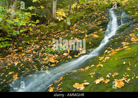 Ein Stream Kaskaden in Richtung der Bear River in Maine s Grafton Kerbe Stockfoto