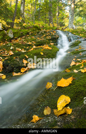 Ein Stream Kaskaden in Richtung der Bear River in Maine s Grafton Kerbe Stockfoto