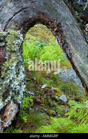 Die Wurzeln der einen umgestürzten Baum bilden einen Bogen über Farne und eine Fichte-Bäumchen auf Isle Au Haut in Maine s Acadia Nationalpark Stockfoto