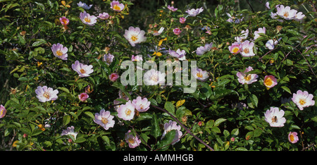 Hecke Pflanzen Panorama. Cluster von Heckenrosen in Downland Hecke Sussex England Sommer Stockfoto