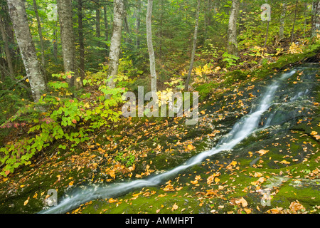 Ein Stream Kaskaden in Richtung der Bear River in Maine s Grafton Kerbe Stockfoto
