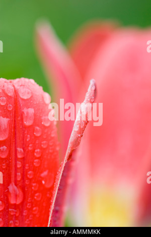 Nahaufnahme von Wassertropfen auf rote Tulpe Blume Stockfoto