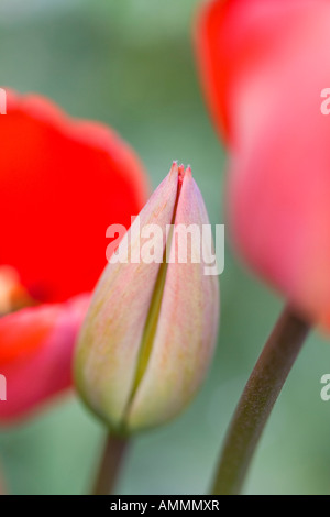 Ungeöffnete rote Tulpe Blüte unter Gruppe von Tulpen Stockfoto