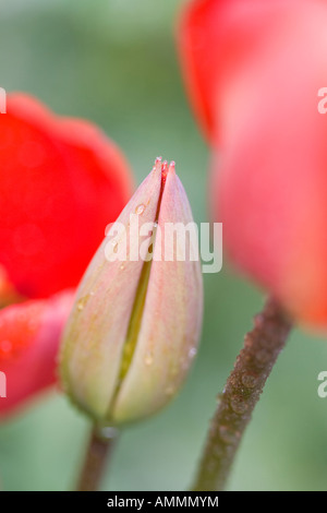 Ungeöffnete rote Tulpe Blüte mit Wassertropfen unter Gruppe von Tulpen Stockfoto