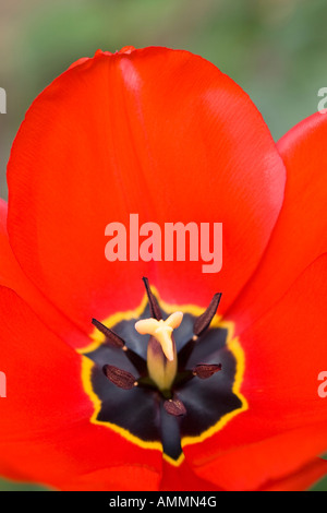 Nahaufnahme von roten Tulpe Blume Stockfoto