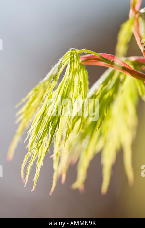 Neu entstehende Blätter des japanischen Ahorn Acer palmatum Stockfoto